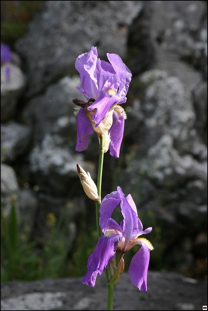 img00037.jpg