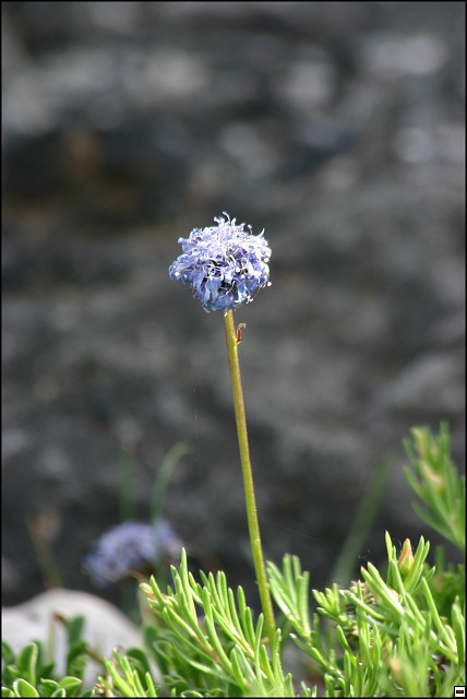 img00044.jpg