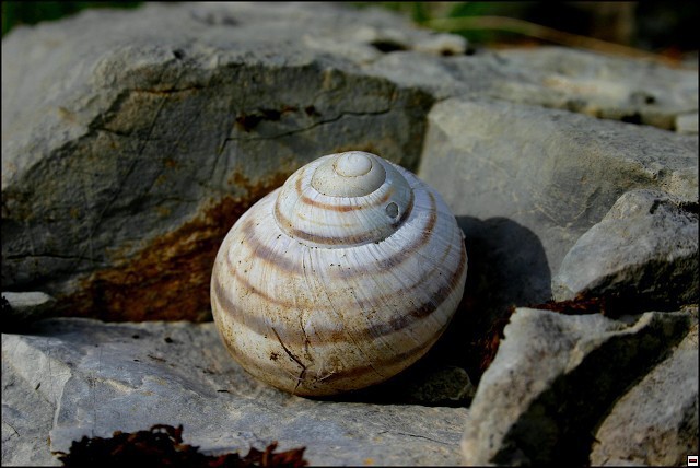 img00059.jpg