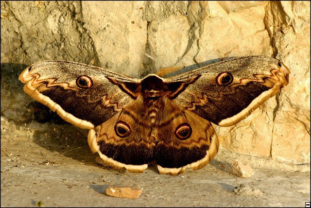 img00077.jpg