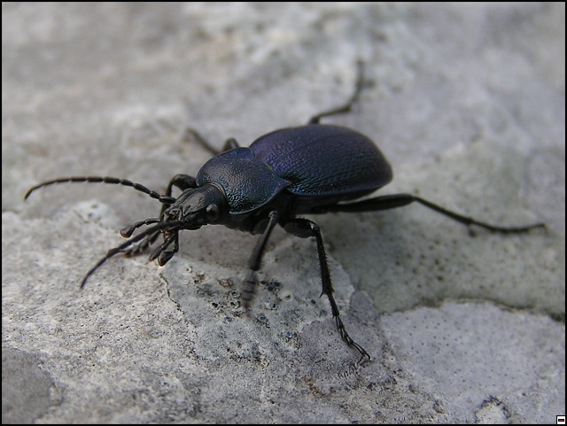 img00120.jpg