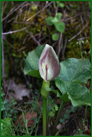 18. června 2010 17:31:59